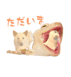 白柴犬ご飯（個別スタンプ：29）