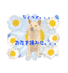 白柴犬ご飯（個別スタンプ：30）