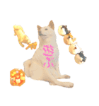 白柴犬ご飯（個別スタンプ：34）