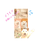 白柴犬ご飯（個別スタンプ：35）