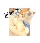 白柴犬ご飯（個別スタンプ：37）