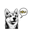 柴犬の一言1（個別スタンプ：3）