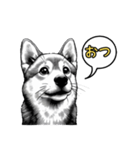 柴犬の一言1（個別スタンプ：4）