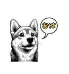 柴犬の一言1（個別スタンプ：5）