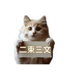 猫と四字熟語★vol.01（個別スタンプ：33）