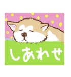 秋田犬ジョー君のスタンプ（個別スタンプ：6）