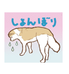 秋田犬ジョー君のスタンプ（個別スタンプ：11）