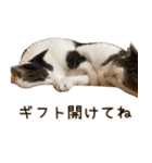 《実写版》ゆる猫の日常あいさつ 6（個別スタンプ：9）