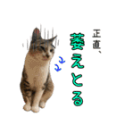 《実写版》ゆる猫の日常あいさつ 6（個別スタンプ：25）