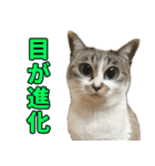 《実写版》ゆる猫の日常あいさつ 6（個別スタンプ：28）