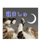 《実写版》ゆる猫の日常あいさつ 6（個別スタンプ：30）