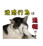 《実写版》ゆる猫の日常あいさつ 6（個別スタンプ：33）