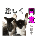 《実写版》ゆる猫の日常あいさつ 6（個別スタンプ：38）