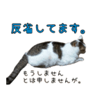 《実写版》ゆる猫の日常あいさつ 6（個別スタンプ：39）