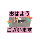 チワワといっしょ♡動くチワワ♡（個別スタンプ：3）