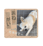 やんちゃ犬のお返事色々バージョン（個別スタンプ：2）