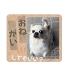 やんちゃ犬のお返事色々バージョン（個別スタンプ：4）