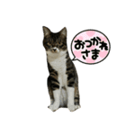 保護猫しらす4（個別スタンプ：4）