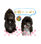 アメリカンコッカースパニエル 4（個別スタンプ：16）
