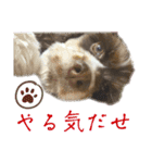 アメリカンコッカースパニエル 4（個別スタンプ：25）