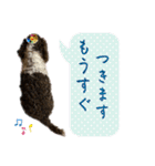 アメリカンコッカースパニエル 4（個別スタンプ：31）