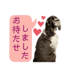 アメリカンコッカースパニエル 4（個別スタンプ：33）