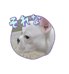 FRENCHBulldogのブン太くん（個別スタンプ：1）