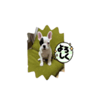 FRENCHBulldogのブン太くん（個別スタンプ：2）