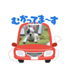 FRENCHBulldogのブン太くん（個別スタンプ：5）