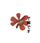 可愛い押し花でご挨拶はいかがですか（個別スタンプ：1）