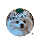 豆ついに敬語？！豆覚醒（個別スタンプ：1）