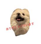 豆ついに敬語？！豆覚醒（個別スタンプ：4）