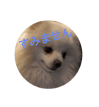 豆ついに敬語？！豆覚醒（個別スタンプ：5）