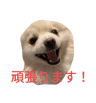 豆ついに敬語？！豆覚醒（個別スタンプ：7）