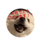 豆ついに敬語？！豆覚醒（個別スタンプ：8）