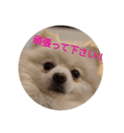 豆ついに敬語？！豆覚醒（個別スタンプ：9）