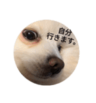 豆ついに敬語？！豆覚醒（個別スタンプ：11）