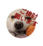 豆ついに敬語？！豆覚醒（個別スタンプ：13）