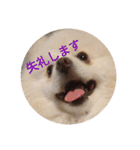 豆ついに敬語？！豆覚醒（個別スタンプ：14）