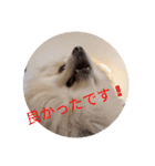 豆ついに敬語？！豆覚醒（個別スタンプ：15）