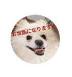 豆ついに敬語？！豆覚醒（個別スタンプ：16）