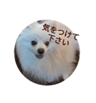 豆ついに敬語？！豆覚醒（個別スタンプ：17）