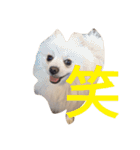 豆ついに敬語？！豆覚醒（個別スタンプ：19）
