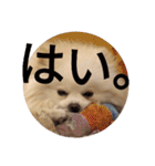 豆ついに敬語？！豆覚醒（個別スタンプ：20）
