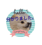 豆ついに敬語？！豆覚醒（個別スタンプ：23）