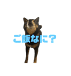 アトム改訂版（個別スタンプ：8）