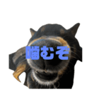アトム改訂版（個別スタンプ：11）