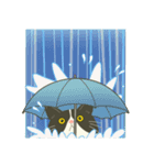 【雨•大雨】ハチワレぶーにゃん【警戒】（個別スタンプ：27）