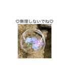 夏ころスタンプ（個別スタンプ：13）