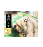 ハル(日常)（個別スタンプ：37）